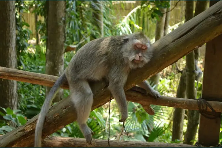 indonesia-g584b60c48_1280