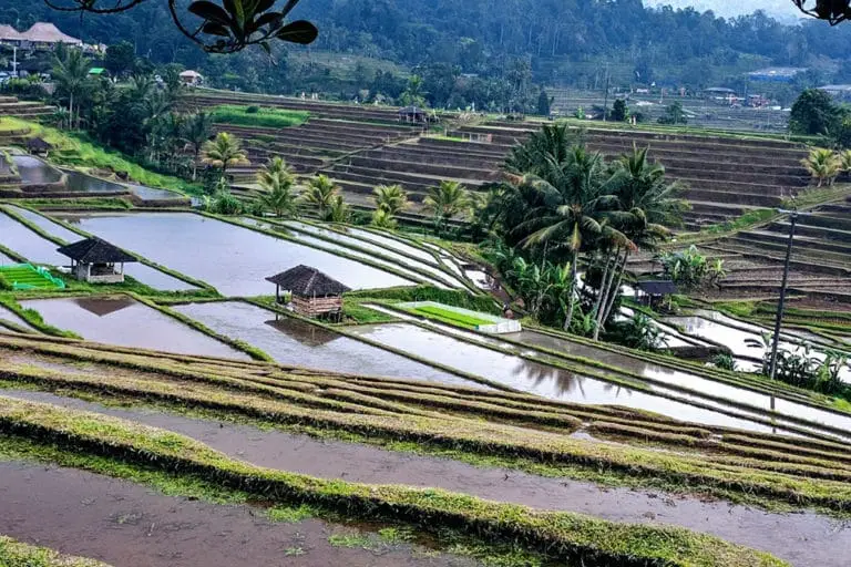 rice-terrace-gb892625ea_1280