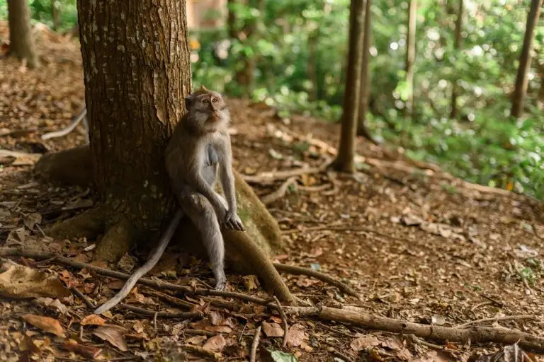 monkey, tree, park, indonesia, bali, reserve, wild, sitting, forest, leaves, animal, monkey, monkey, monkey, nature, monkey, indonesia, bali, bali, bali, bali, bali