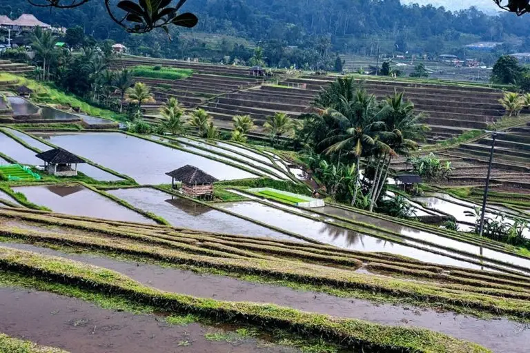 rice-terrace-gb892625ea_1280.jpg